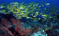 Raja Ampat 2016 - Lutjanus lutjanus - Bigeye snapers - Vivaneaux gros yeux - IMG_4272_rc